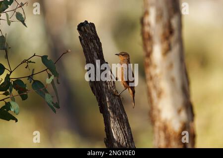 Treecreeper rufous - Climatercis rufus oiseau en Climacidae, endémique à l'Australie, les habitats naturels sont tempérés et subtropicaux ou tropicaux humides Banque D'Images