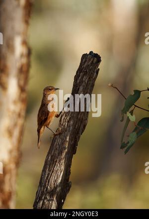 Treecreeper rufous - Climatercis rufus oiseau en Climacidae, endémique à l'Australie, les habitats naturels sont tempérés et subtropicaux ou tropicaux humides Banque D'Images