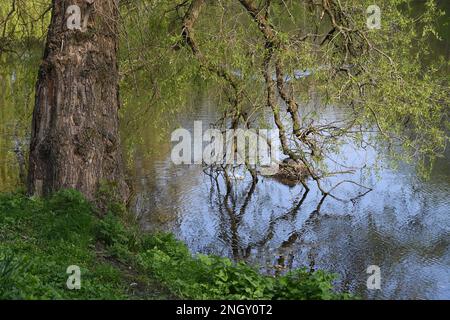 Copenhague/Danemark 30 avril 2018  vue de Kastellet dansih caital ..(Photo.Francis Joseph Dean / Deanimages. Banque D'Images