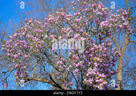 Un grand magnolia (Magnolia soulangeana) en pleine floraison à la fin de l'hiver, San Jose CA Banque D'Images