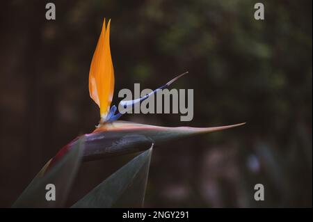 Prenez un moment pour apprécier les petites choses de la vie, comme les détails complexes de cette magnifique fleur d'oiseau de paradis. Ce gros plan shotcas Banque D'Images