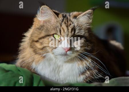 Mína - chat sibérien est couché sur le lit Banque D'Images