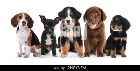 Groupe de chiots adorables sur fond blanc. Bannière Banque D'Images