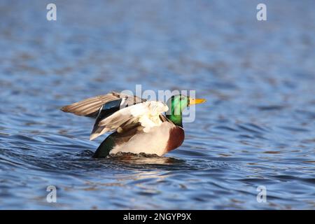 Un malard drake qui floque ses ailes et nageant sur un lac bleu en hiver Banque D'Images