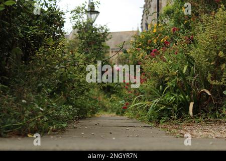 Plan de bas niveau de chemin de gravier à travers les buissons fleuris dans le jardin et l'herbe haute. Magnifique fond de jardin naturel ou papier peint Banque D'Images