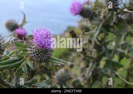 Thistles écossais violets (Onopordum Acanthium) au sommet d'une falaise côtière. Chardon violet floral moody fond. Banque D'Images