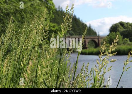 Viaduc de Neidpath au-dessus de la rivière Tweed dans la vallée de Tweed, Peebles, Écosse Banque D'Images