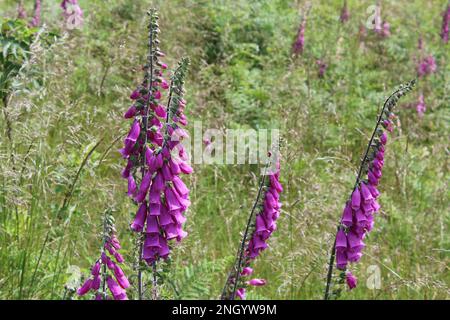 Les renards violets (digitalis purpurea) fleurissent dans les prairies sauvages surcultivées de la forêt de Glentress, aux frontières écossaises. Banque D'Images