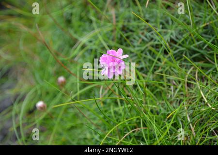 Petit bouquet ou globe de fleurs de thrift roses (Armeria maritima) dans une prairie verte luxuriante. Communément trouvé surplombant la mer sur les crêtes Banque D'Images