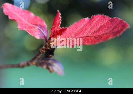 Jeunes feuilles de hêtre en cuivre nouvellement germées (Fagus sylvatica atropurpurea). Feuilles de hêtre en cuivre en rafale Banque D'Images