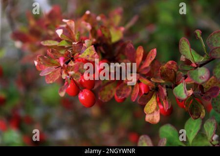 Baies rouges en automne sur la poussée avec les feuilles passant du vert au rouge Banque D'Images