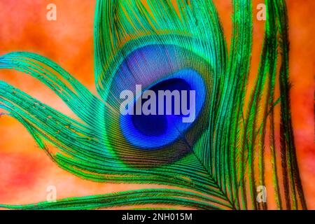 Magnifique plume de paon Banque D'Images