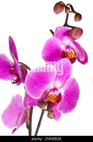 Direction générale de l'orchidée violette isolé sur fond blanc Banque D'Images