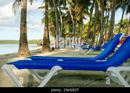 Chaises longues bleues et blanches sur la plage à l'ombre des cococotiers grove au bord de l'eau. Banque D'Images