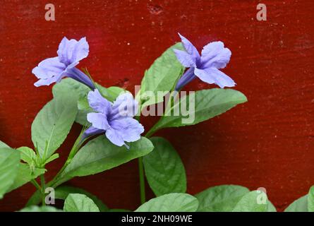 Fleurs violets en forme de trompette d'une plante pétunia (Ruellia Nudiflora) Violet sauvage contre un mur de couleur rougeâtre Banque D'Images