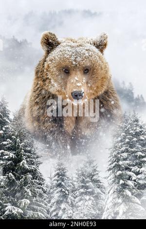 L'ours brun adulte sort de derrière les arbres en hiver sur fond de montagne Banque D'Images