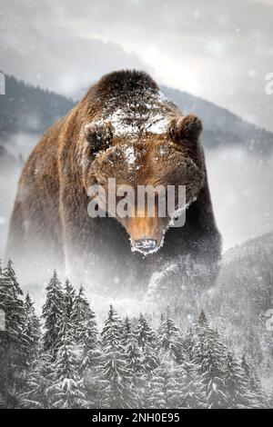 L'ours brun adulte sort de derrière les arbres en hiver sur fond de montagne Banque D'Images