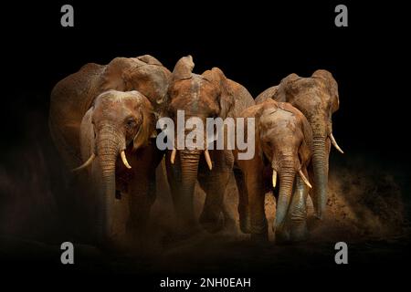 Des éléphants africains étonnants avec de la poussière et du sable sur fond noir. Un gros animal court vers l'appareil photo. Scène de la faune. Loxodonta africana Banque D'Images