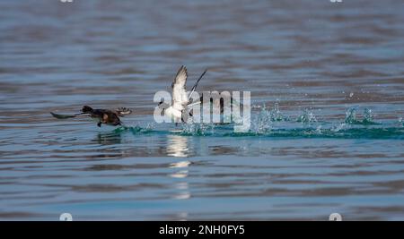 Sauvagine en mouvement dans l'eau, canard touffeté, Aythya fuligula Banque D'Images