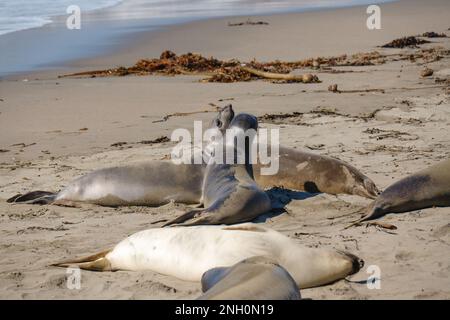 Éléphants de mer sur la plage, Piedras Blancas, San Simeon, Californie. Banque D'Images