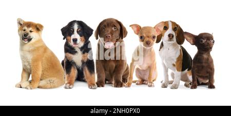 Groupe de chiots adorables sur fond blanc. Bannière Banque D'Images