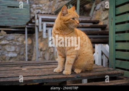 Portrait de chat blanc rouge gros plan. Les yeux verts intelligents regardent autour. Drôle beau chat rayé posant pour l'appareil photo. Le concept de l'amour Banque D'Images