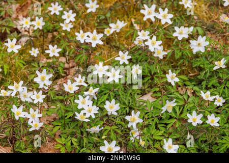 Anémone de bois en fleurs au printemps Banque D'Images