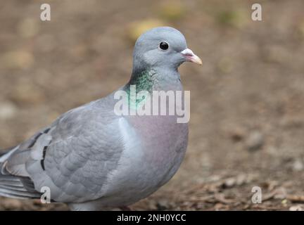 Une photo à la tête d'un magnifique stock Dove, Columba oenas, se nourrissant dans les bois. Banque D'Images