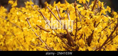 forsythia bush dans la rue. plante en pleine floraison le jour ensoleillé du printemps Banque D'Images