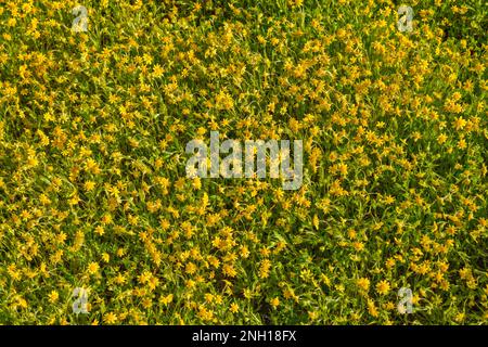 Champ de formation de tapis de fleurs sauvages de Marguerite à flanc de colline, début mars, Superbloom 2019, Soda Lake Road, Carrizo Plain National Monument, Californie, États-Unis Banque D'Images