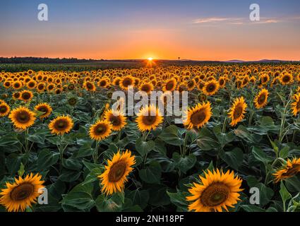 Balatonfuzfo, Hongrie - champ de tournesol aux couleurs chaudes en été avec soleil couchant et ciel bleu clair à l'arrière-plan près du lac Balaton. Agricole Banque D'Images