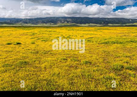 Champs de fleurs sauvages à flanc de coteau, début mars, Caliente Range in distance, vue de Soda Lake Road, Carrizo Plain Natl Monument, Californie, États-Unis Banque D'Images