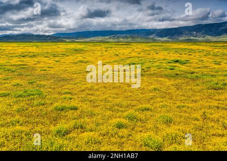 Champs de fleurs sauvages à flanc de coteau, début mars, Caliente Range in distance, vue de Soda Lake Road, Carrizo Plain Natl Monument, Californie, États-Unis Banque D'Images
