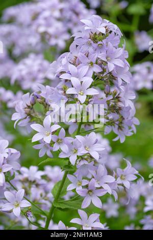 Campanula lactiflora variété de Prichard, Campanula lactiflora géant de Prichard, vivace aux fleurs de lavande pâle et tubliculaires Banque D'Images