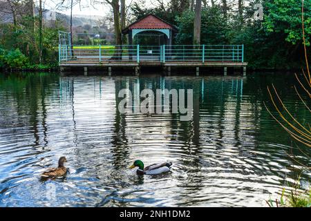 Marley Park dans le sud de Dublin Irlande au début du printemps. Banque D'Images