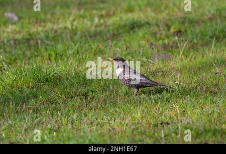 Observation des oiseaux sur l'herbe, Ring Ouzel, Turdus torquatus Banque D'Images