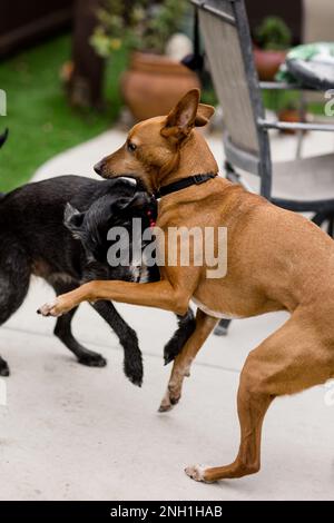 Gros plan de deux chiens en route à Yard à San Diego Banque D'Images