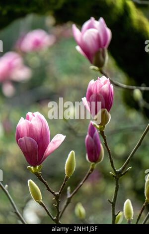 Fleurs roses sur un magnolia dans le jardin Banque D'Images