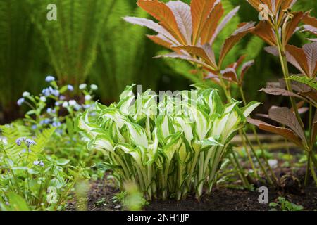 hosta fleurit dans le jardin. Plante plantain de feuillage de nénuphars. plantes ornementales à fleurs et feuilles luxuriantes Banque D'Images