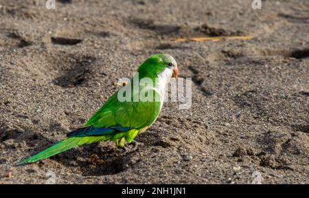 Loro argentino en la playa de Torremolinos, Málaga, España Banque D'Images