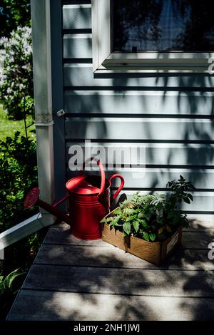Arrosoir rouge et plante dans une boîte en carton sur le porche Banque D'Images