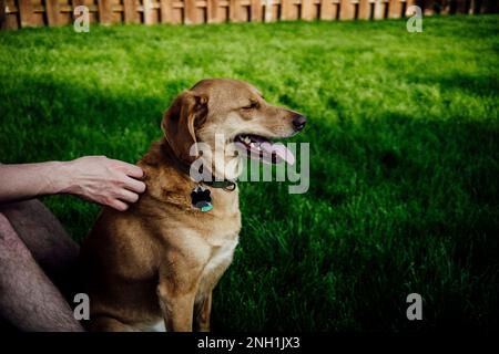 Chien brun moyen étant un animal de compagnie par l'homme dans la cour de Grassy Banque D'Images
