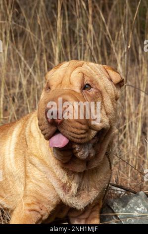 Portrait de la tête de shar pei, couleur de la crème de chien de race pure dans le champ Banque D'Images