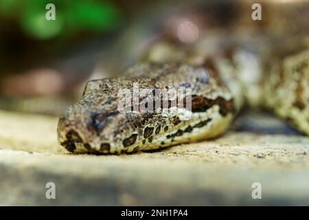 Le boa de Dumeril, (Acrantophis dumerili), grand serpent endémique non venimeux de la famille des Boidae au sol. Parc national d'Isalo. Madagascar faune ani Banque D'Images