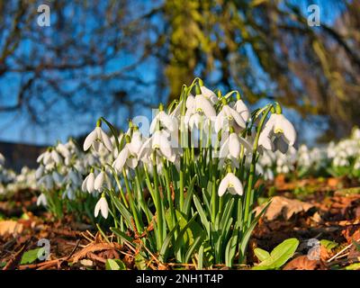 Les gouttes de neige fleurissent sous le soleil d'hiver parmi les feuilles mortes. Des arbres sans feuilles et un ciel bleu apparaissent en arrière-plan. Banque D'Images