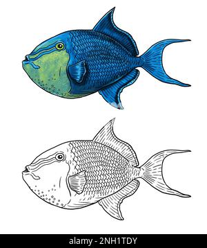 Poissons marins tropicaux dans l'aquarium et dans la nature. Illustration colorée du triggerfish de mer. Modèle de cahier de coloriage. Banque D'Images