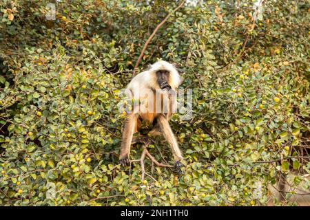 Northern Plains Grey Langur ou Semnopithecus entellus portrait sur l'alimentation des arbres manger Jujube ou ber fruit Tree expression de face au parc national de Panna Banque D'Images