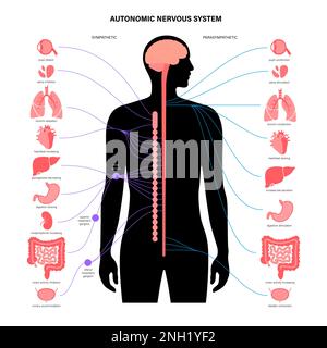 Système nerveux autonome, illustration Banque D'Images