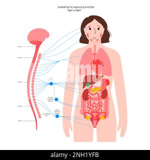 Système nerveux sympathique, illustration Banque D'Images