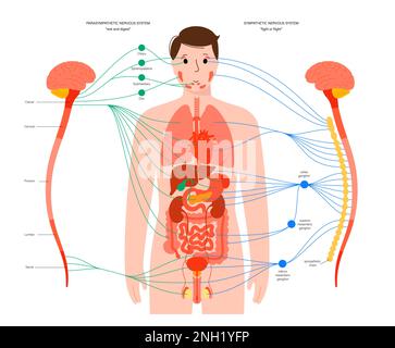 Système nerveux autonome, illustration Banque D'Images